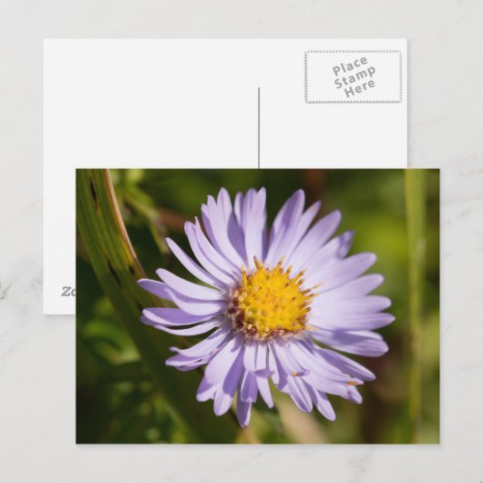 Michaelmas Daisy Briefkaart (Voorkant / Achterkant)