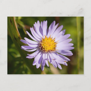 Michaelmas Daisy Briefkaart