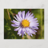 Michaelmas Daisy Briefkaart (Voorkant)