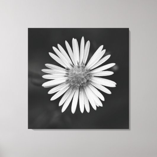Michaelmas Daisy Flower Canvas Print (Voorkant)