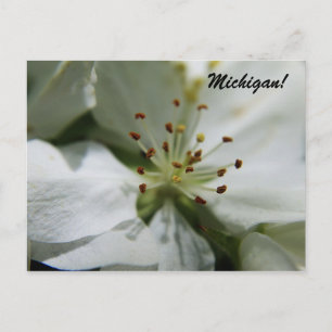 Michigan Apple Blossom Briefkaart