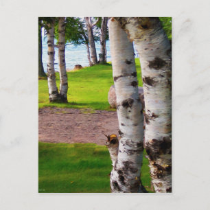 Michigan Birch Trees bij Lake Briefkaart