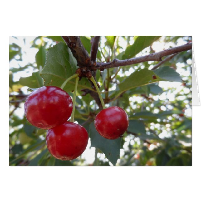 Michigan Cherries (Voorkant Horizontaal)