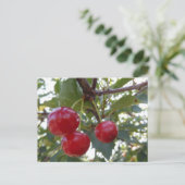 Michigan Cherries Briefkaart (Staand voorkant)