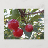 Michigan Cherries Briefkaart (Voorkant)
