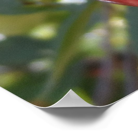 Michigan Cherries Poster (Hoek)