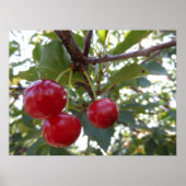 Michigan Cherries Poster (Voorkant)