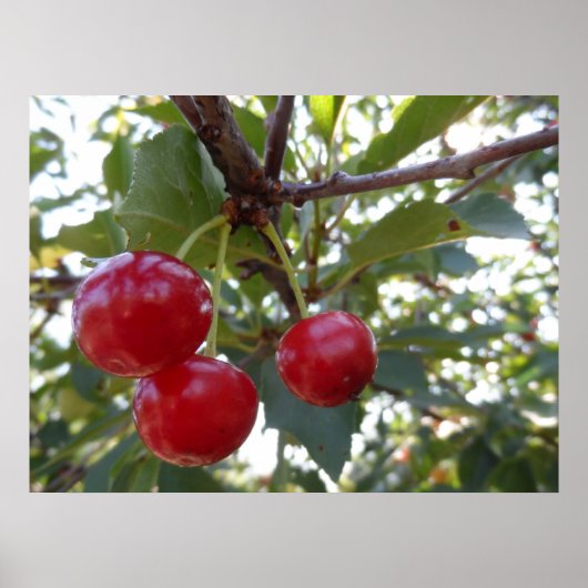 Michigan Cherries Poster (Voorkant)