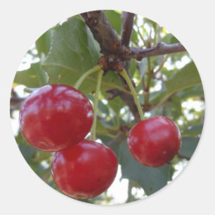Michigan Cherries Ronde Sticker