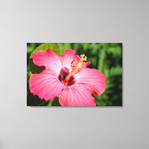 Michigan, Dearborn. Detail van roze hibiscus Canvas Afdruk