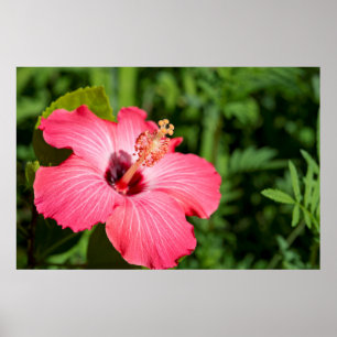 Michigan, Dearborn. Detail van roze hibiscus Poster