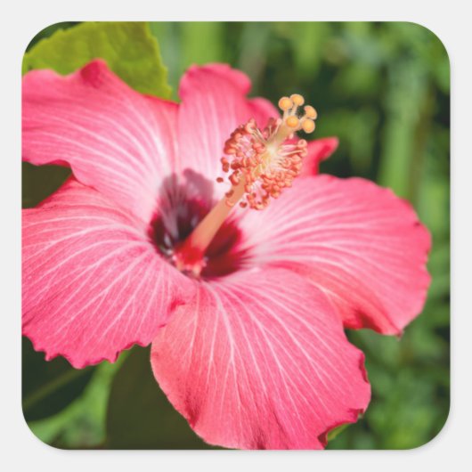 Michigan, Dearborn. Detail van roze hibiscus Vierkante Sticker (Voorkant)