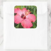Michigan, Dearborn. Detail van roze hibiscus Vierkante Sticker (Tas)