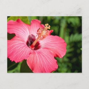 Michigan, Dearborn. Gedetailleerde roze hibiscus Briefkaart