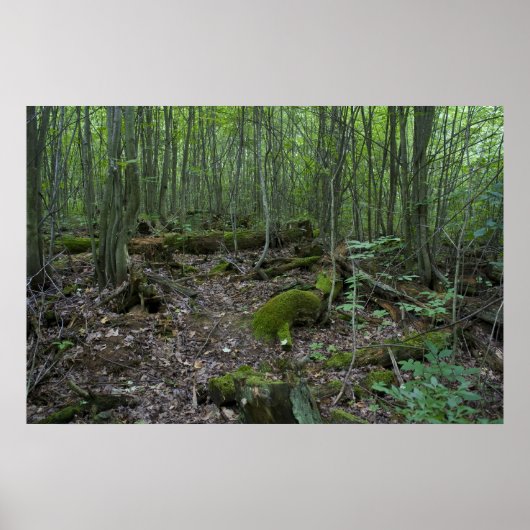 Michigan Forest print (Voorkant)