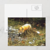 Michigan Fox Briefkaart (Voorkant / Achterkant)