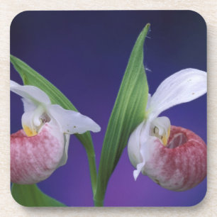 Michigan, Nationaal Park Bruce Peninsula. Showy Onderzetter