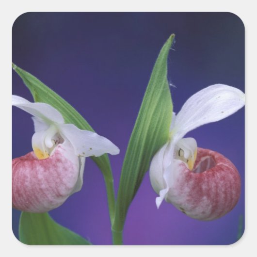 Michigan, Nationaal Park Bruce Peninsula. Showy Vierkante Sticker (Voorkant)