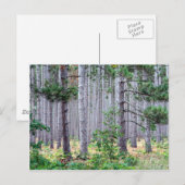 Michigan Pine Trees Briefkaart (Voorkant / Achterkant)