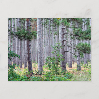 Michigan Pine Trees Briefkaart