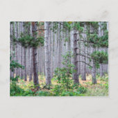 Michigan Pine Trees Briefkaart (Voorkant)
