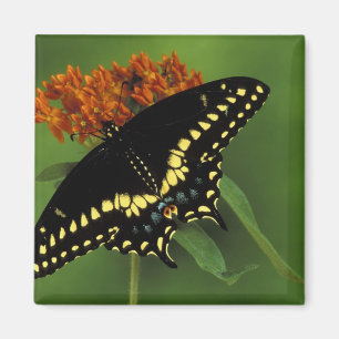 Michigan, Rochester. Amerikaans Oosterse Black Magneet