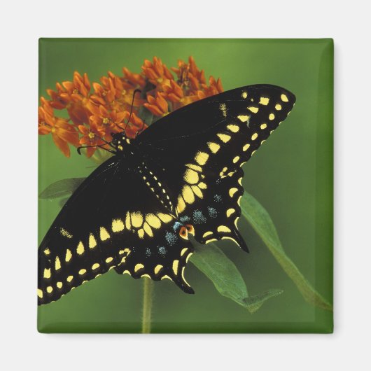 Michigan, Rochester. Amerikaans Oosterse Black Magneet (Voorkant)