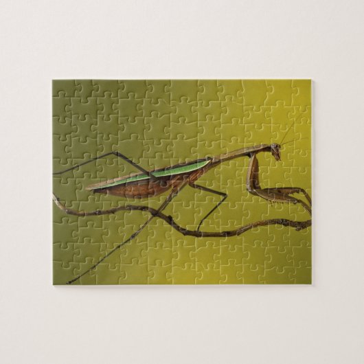 Michigan, Rochester Hills. Bidsprinkhaan Legpuzzel (Horizontaal)