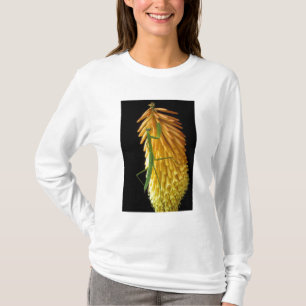 Michigan, Rochester Hills. Bidsprinkhaan op Rode T-shirt