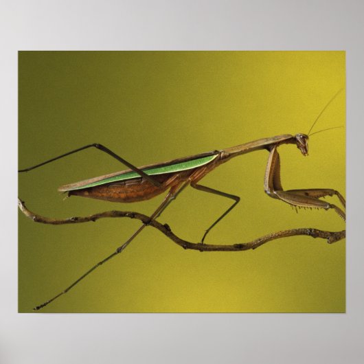 Michigan, Rochester Hills. Bidsprinkhaan Poster (Voorkant)