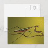 Michigan, Rochester Hills. Het bidden van Mantis o Briefkaart (Voorkant / Achterkant)