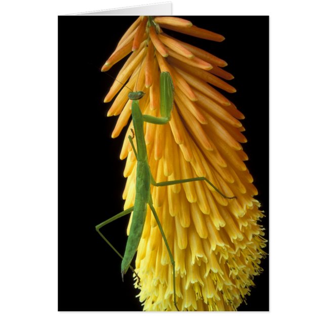 Michigan, Rochester Hills. Mantis bidden op Red (Voorkant)