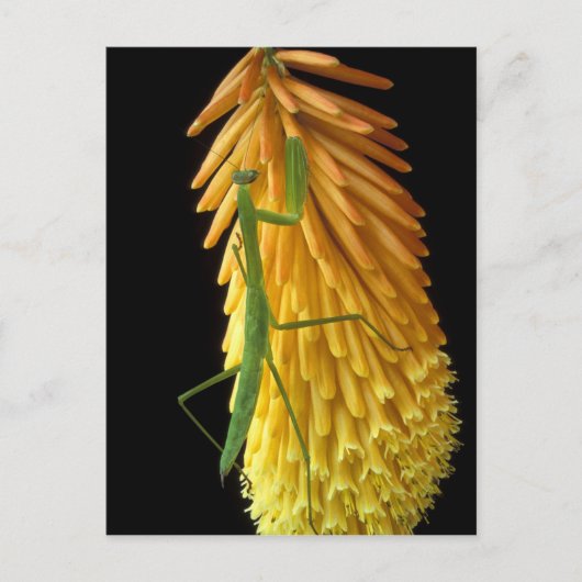 Michigan, Rochester Hills. Mantis bidden op Red Briefkaart (Voorkant)