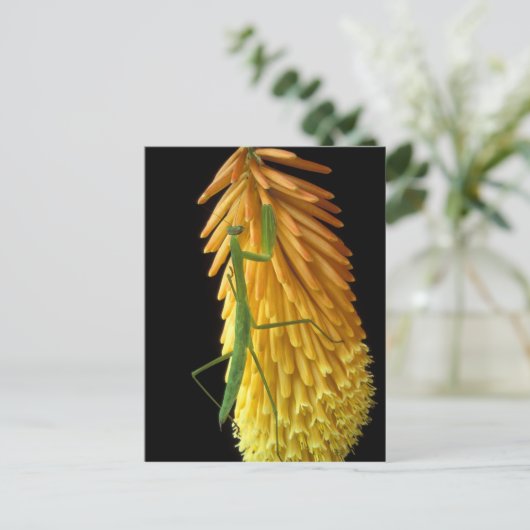 Michigan, Rochester Hills. Mantis bidden op Red Briefkaart (Staand voorkant)