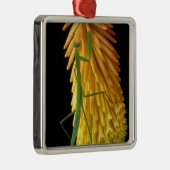 Michigan, Rochester Hills. Mantis bidden op Red Metalen Ornament (Rechts)