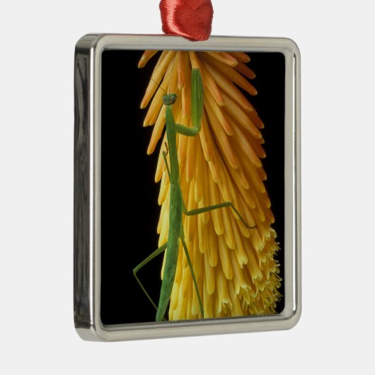 Michigan, Rochester Hills. Mantis bidden op Red Metalen Ornament (Rechts)