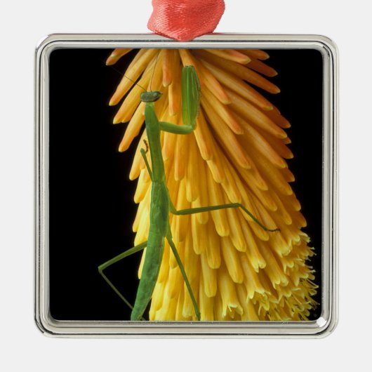 Michigan, Rochester Hills. Mantis bidden op Red Metalen Ornament (Voorkant)