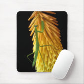 Michigan, Rochester Hills. Mantis bidden op Red Muismat (Met muis)