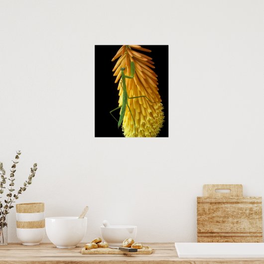 Michigan, Rochester Hills. Mantis bidden op Red Poster (Keuken)