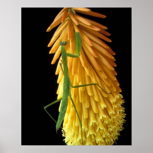 Michigan, Rochester Hills. Mantis bidden op Red Poster (Voorkant)