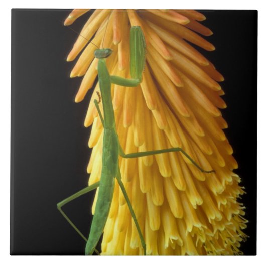 Michigan, Rochester Hills. Mantis bidden op Red Tegeltje (Voorkant)