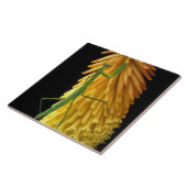 Michigan, Rochester Hills. Mantis bidden op Red Tegeltje (Zijkant)