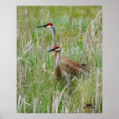Michigan Sandhill Cranes Poster (Voorkant)