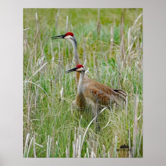 Michigan Sandhill Cranes Poster (Voorkant)