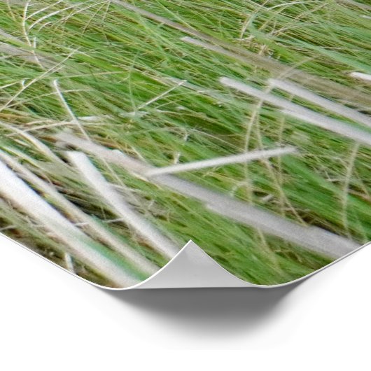 Michigan Sandhill Cranes Poster (Hoek)