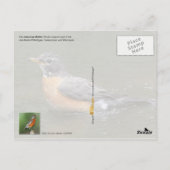 Michigan State Bird - American Robin Briefkaart (Achterkant)