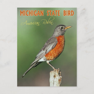 Michigan State Bird - American Robin Briefkaart