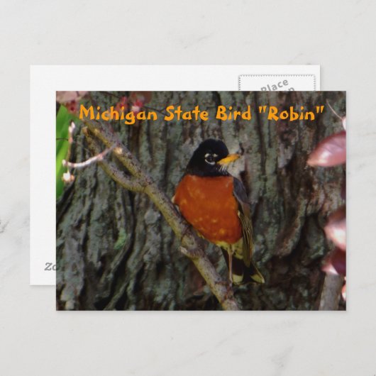 Michigan State Bird Robin Briefkaart (Voorkant / Achterkant)