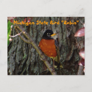 Michigan State Bird Robin Briefkaart
