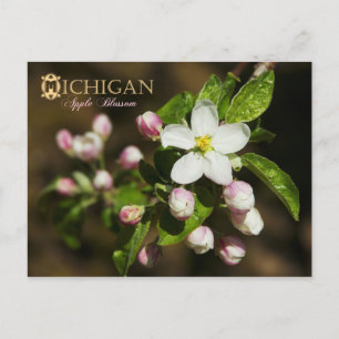 Michigan State Flower: Apple Blossom Briefkaart